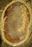 30486 - Well Preserved 2.41 Inch Asaphellus fezouatensis Lower Ordovician Trilobite Fezouata Fm