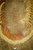 30486 - Well Preserved 2.41 Inch Asaphellus fezouatensis Lower Ordovician Trilobite Fezouata Fm