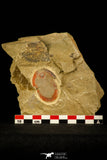 30487 - Colorful 1.59 Inch Asaphellus fezouatensis Lower Ordovician Trilobite Fezouata Fm
