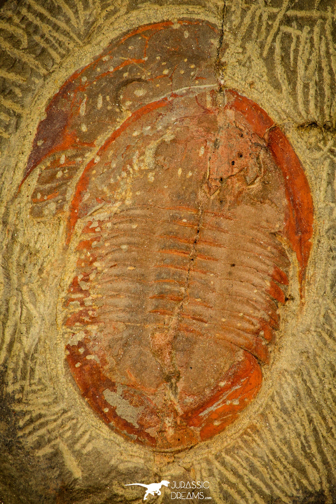 30488 - Beautiful 2.24 Inch Asaphellus fezouatensis Lower Ordovician Trilobite Fezouata Fm