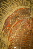 30488 - Beautiful 2.24 Inch Asaphellus fezouatensis Lower Ordovician Trilobite Fezouata Fm