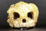 07040 - Museum Grade 5.31 Inch Complete Cretaceous Chelonioid Sea Turtle Skull