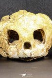 07040 - Museum Grade 5.31 Inch Complete Cretaceous Chelonioid Sea Turtle Skull