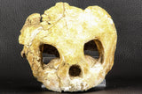 07040 - Museum Grade 5.31 Inch Complete Cretaceous Chelonioid Sea Turtle Skull