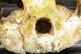 07040 - Museum Grade 5.31 Inch Complete Cretaceous Chelonioid Sea Turtle Skull