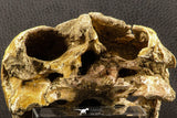 07040 - Museum Grade 5.31 Inch Complete Cretaceous Chelonioid Sea Turtle Skull
