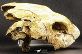 07040 - Museum Grade 5.31 Inch Complete Cretaceous Chelonioid Sea Turtle Skull