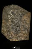 30490 - Beautiful 2.14 Inch Pseudogygites latimarginatus Upper Ordovician Trilobite - Ontario, Canada
