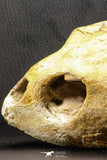 07040 - Museum Grade 5.31 Inch Complete Cretaceous Chelonioid Sea Turtle Skull