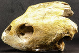 07040 - Museum Grade 5.31 Inch Complete Cretaceous Chelonioid Sea Turtle Skull