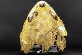 07040 - Museum Grade 5.31 Inch Complete Cretaceous Chelonioid Sea Turtle Skull