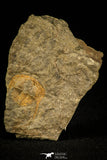 30493 - Well Preserved 0.83 Inch Deanaspis golfussi Upper Ordovician Trilobite - Czech Republic