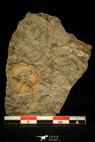 30493 - Well Preserved 0.83 Inch Deanaspis golfussi Upper Ordovician Trilobite - Czech Republic