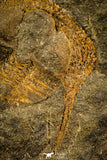 30493 - Well Preserved 0.83 Inch Deanaspis golfussi Upper Ordovician Trilobite - Czech Republic