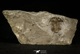 30495 - Nice 1.25 Inch Ceraurus pleurexanthemus Upper Ordovician Trilobite - Quebec Canada