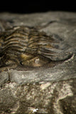 30495 - Nice 1.25 Inch Ceraurus pleurexanthemus Upper Ordovician Trilobite - Quebec Canada