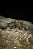 30495 - Nice 1.25 Inch Ceraurus pleurexanthemus Upper Ordovician Trilobite - Quebec Canada