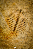 30497 - Top Quality Association of 2 Sinespinaspis sp Lower Silurian Trilobites - Australia
