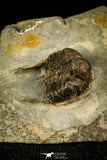 30498 - Rare 0.72 Inch Tretaspis sortita Ordovician Trilobite - UK