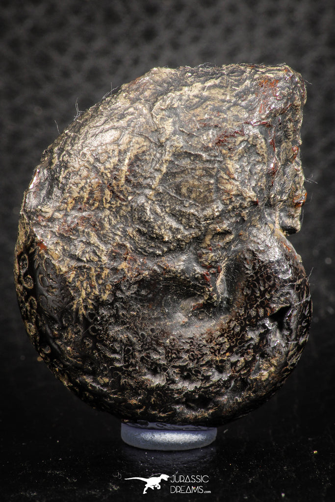 07511 - Beautiful Pyritized 1.66 Inch Phylloceras Lower Cretaceous Ammonites