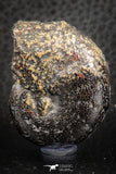 07511 - Beautiful Pyritized 1.66 Inch Phylloceras Lower Cretaceous Ammonites