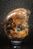 07513 - Top Beautiful Pyritized 1.31 Inch Phylloceras Lower Cretaceous Ammonites