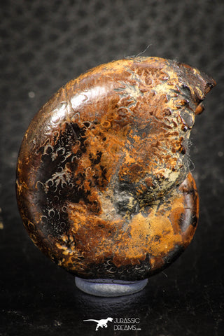 07513 - Top Beautiful Pyritized 1.31 Inch Phylloceras Lower Cretaceous Ammonites