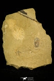 30500 - Well Preserved 0.36 Inch Eokochaspis piochensis Middle Cambrian Trilobite - Nevada, USA