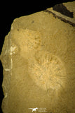 30500 - Well Preserved 0.36 Inch Eokochaspis piochensis Middle Cambrian Trilobite - Nevada, USA
