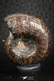 07514 - Stunning Pyritized 1.28 Inch Unidentified Lower Cretaceous Ammonites