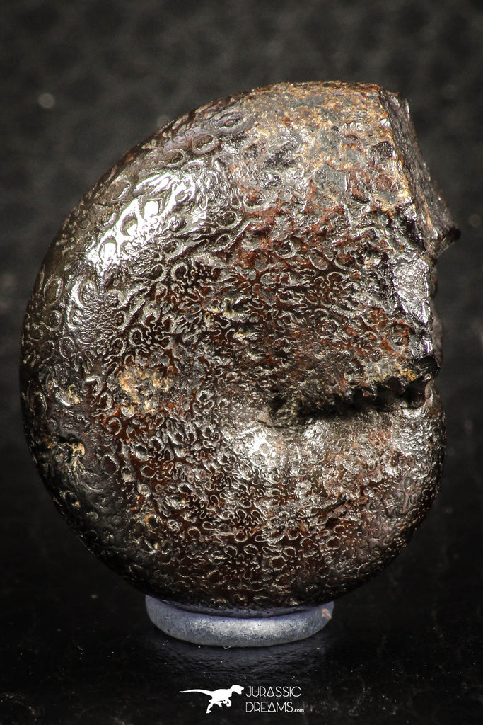 07515 - Top Quality Pyritized 1.15 Inch Phylloceras Lower Cretaceous Ammonites
