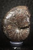 07515 - Top Quality Pyritized 1.15 Inch Phylloceras Lower Cretaceous Ammonites