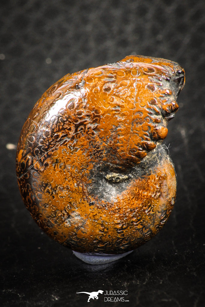 07516 - Astonishing Pyritized 1.13 Inch Phylloceras Lower Cretaceous Ammonites