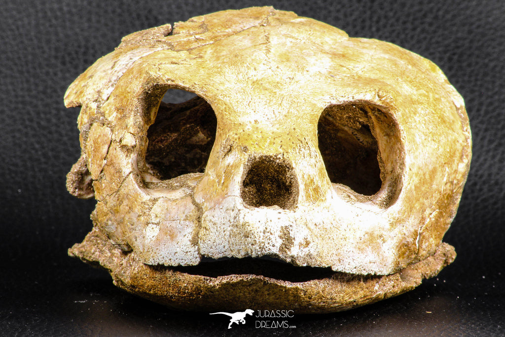 07040 - Museum Grade 5.31 Inch Complete Cretaceous Chelonioid Sea Turtle Skull