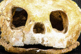 07040 - Museum Grade 5.31 Inch Complete Cretaceous Chelonioid Sea Turtle Skull