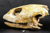 07040 - Museum Grade 5.31 Inch Complete Cretaceous Chelonioid Sea Turtle Skull