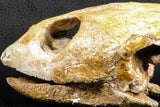 07040 - Museum Grade 5.31 Inch Complete Cretaceous Chelonioid Sea Turtle Skull