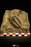 30504 - Beautiful Association of 2 Conocoryphe sulzeri Middle Cambrian Trilobites - Czech Republic