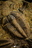 30504 - Beautiful Association of 2 Conocoryphe sulzeri Middle Cambrian Trilobites - Czech Republic