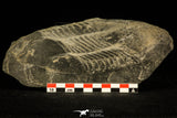 30506 - Top Rare 7.28 Inch Illaenus giganteus Silurian Trilobite - France