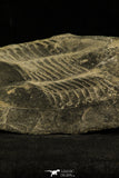 30506 - Top Rare 7.28 Inch Illaenus giganteus Silurian Trilobite - France