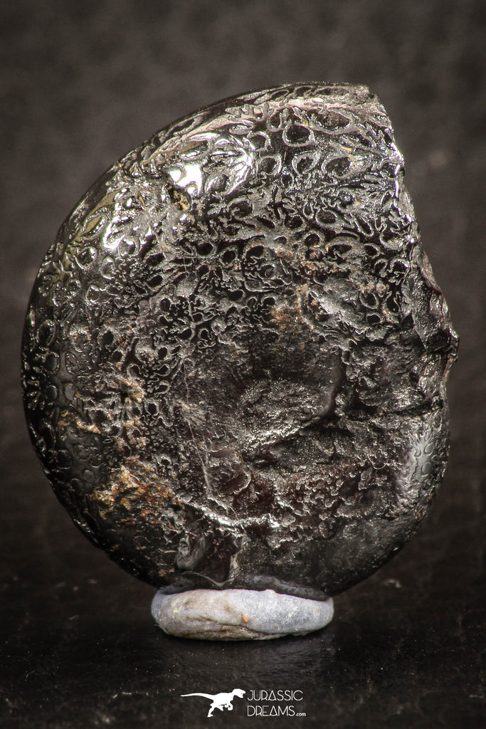 07520 - Beautiful Pyritized 1.03 Inch Phylloceras Lower Cretaceous Ammonites