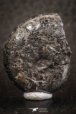 07520 - Beautiful Pyritized 1.03 Inch Phylloceras Lower Cretaceous Ammonites