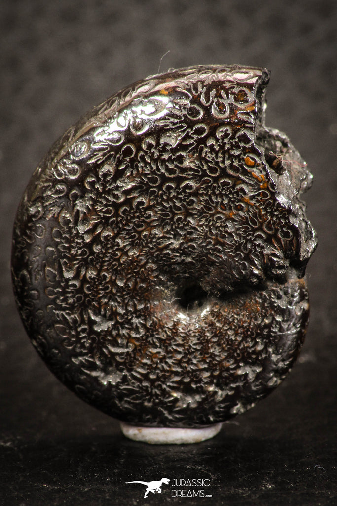 07521 - Nicely Preserved Pyritized 1.23 Inch Unidentified Lower Cretaceous Ammonites