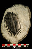 30508 - Top Beautiful 3.89 Inch Saharops bensaidi Lower Devonian Trilobite