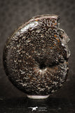 07521 - Nicely Preserved Pyritized 1.23 Inch Unidentified Lower Cretaceous Ammonites