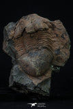 20372 - Rare Huge 3.79 Inch Caudillaenus sp Middle Ordovician Trilobites