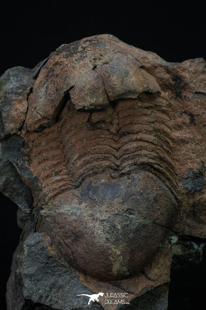 20372 - Rare Huge 3.79 Inch Caudillaenus sp Middle Ordovician Trilobites