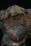 20372 - Rare Huge 3.79 Inch Caudillaenus sp Middle Ordovician Trilobites