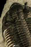 30508 - Top Beautiful 3.89 Inch Saharops bensaidi Lower Devonian Trilobite